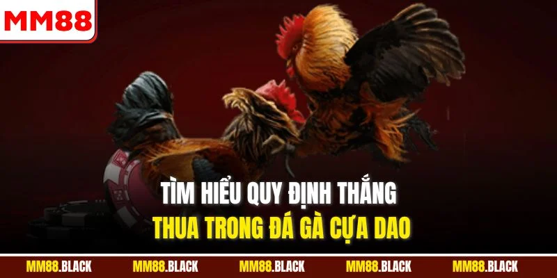 Tìm hiểu quy định thắng thua trong đá gà cựa dao